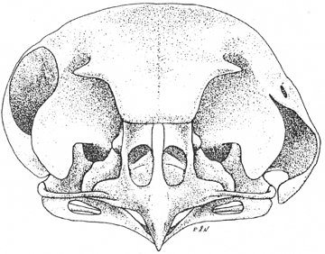 skull of an owl showing one ear hole is higher on the skull than the other.